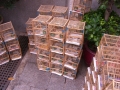 cimg0302