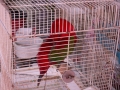 cimg0314